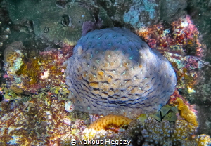 MOSAIC CORAL by Yakout Hegazy 